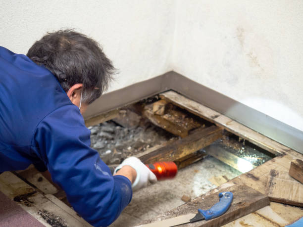 Best Office Mold Removal Services  in Emigration Canyon, UT
