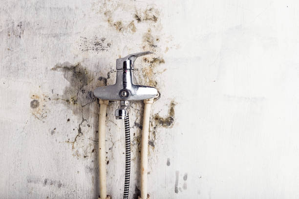 Best Certified Mold Removal  in Emigration Canyon, UT
