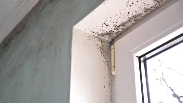 Best Local Mold Removal Service  in Emigration Canyon, UT