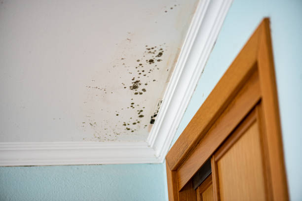Best Mold Damage Repair  in Emigration Canyon, UT