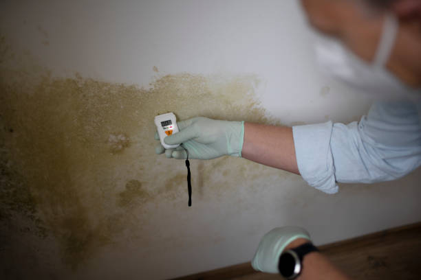 Mold Removal Process in Emigration Canyon, UT