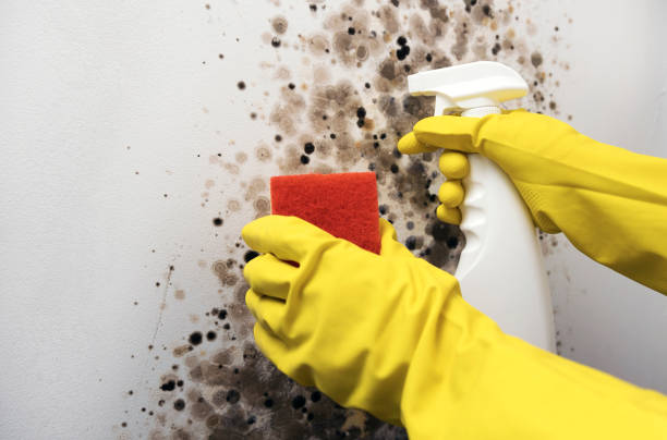 Best Mold Testing  in Emigration Canyon, UT