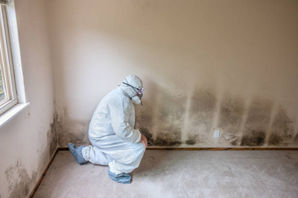 Best Fast Mold Removal  in Emigration Canyon, UT