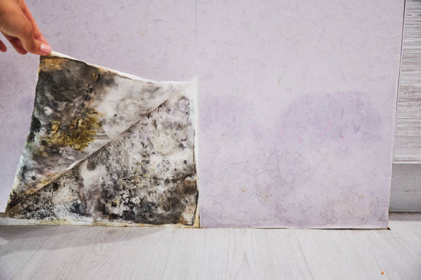 Best Toxic Mold Removal  in Emigration Canyon, UT